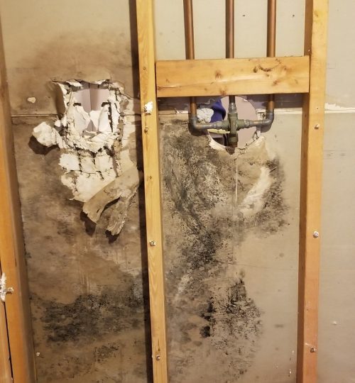 Shower was leaking, mold growing in wall cavity